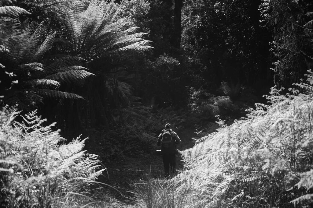 The trek down, amongst giant ferns