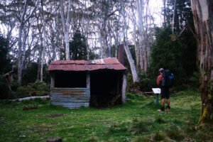 Reading the signage outside Carey's Hut, situated amongst gumtrees