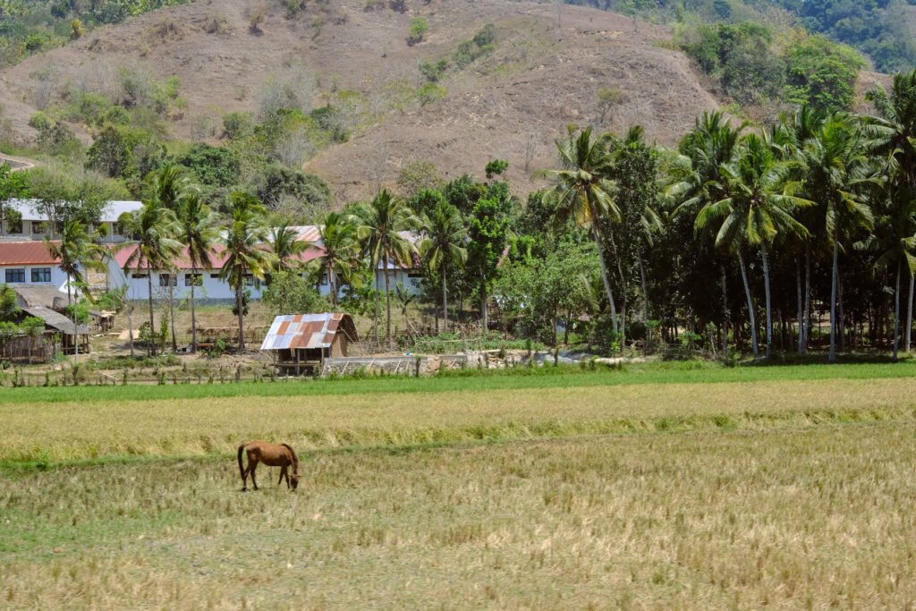 A lone horse in a paddock surrounded by farmland, tin houses and coconut trees