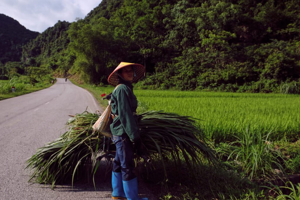 The Vietnamese conduct their farming roadside, a local farmer pauses for a moment with large amounts of long grass in hand