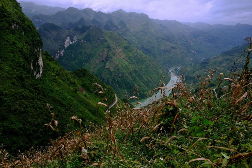 Cornfields in the foreground overlooking Nho Que River