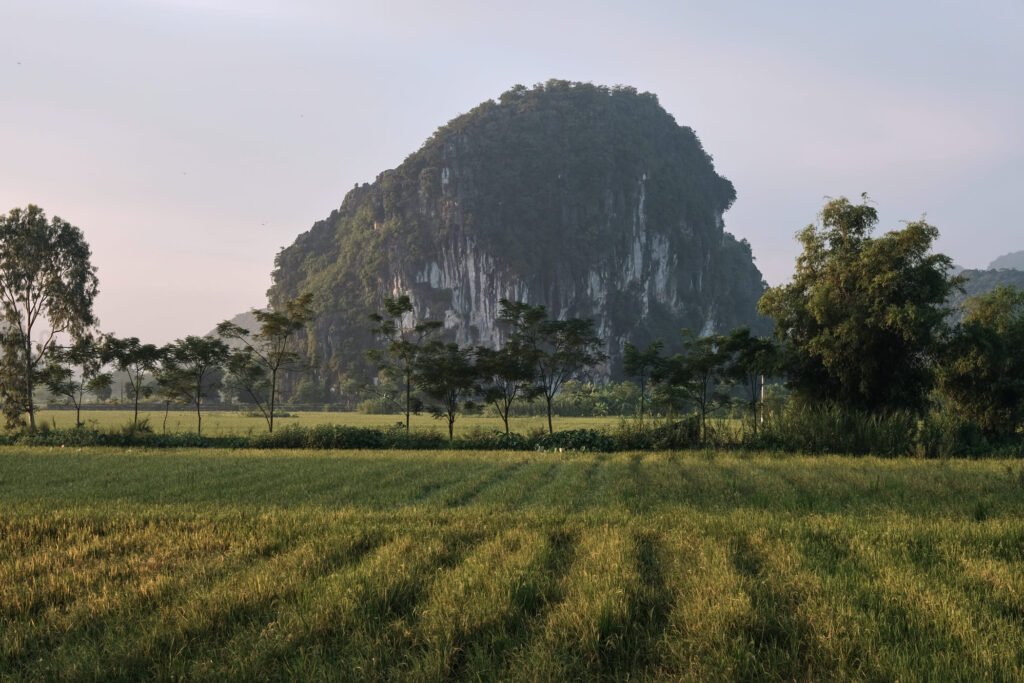 Green and golden rice fields at sunrise Tam Coc