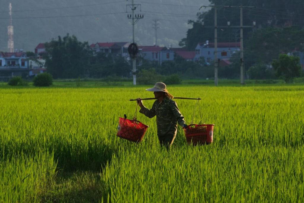 A local farmer walks through rice fields in a small village, north Vietnam