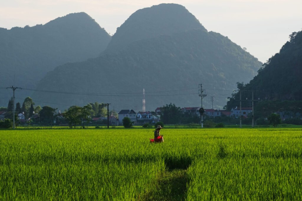 Farmer walking through rice field in small village in North of Vietnam. Man is carrying red buckets, pitted against mountain backdrop