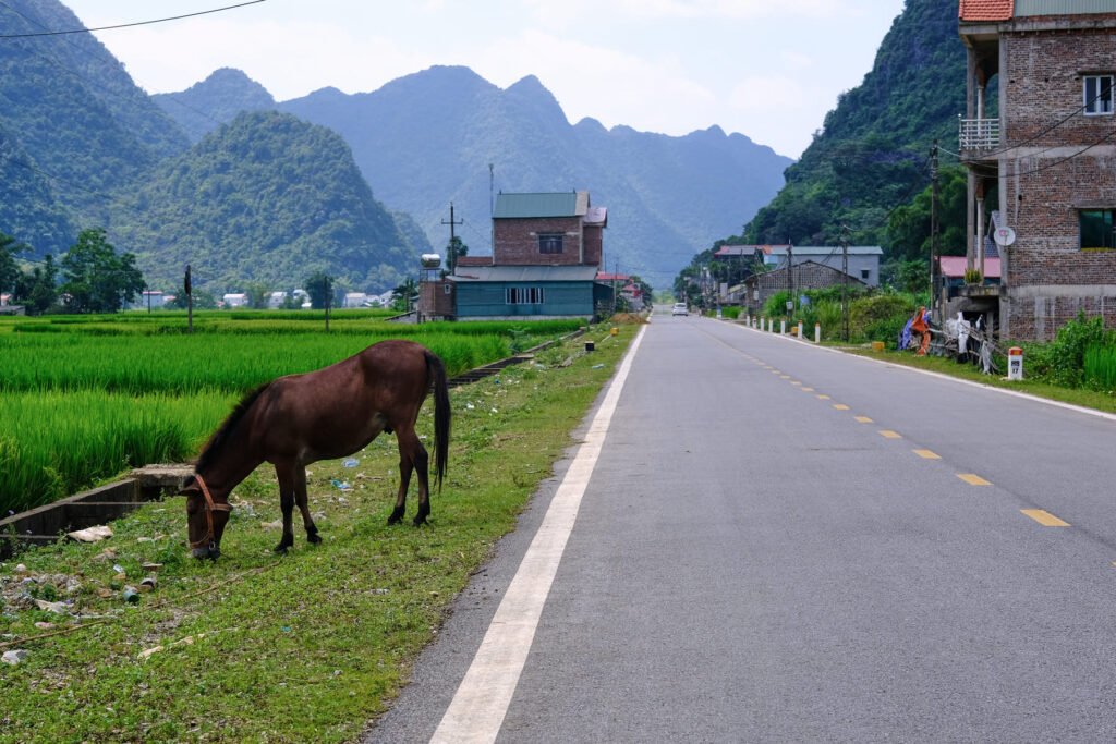 A horse eats some grass roadside up near the Vietnam/Chinese border. Plastic lines the streets in the almost ghost town.