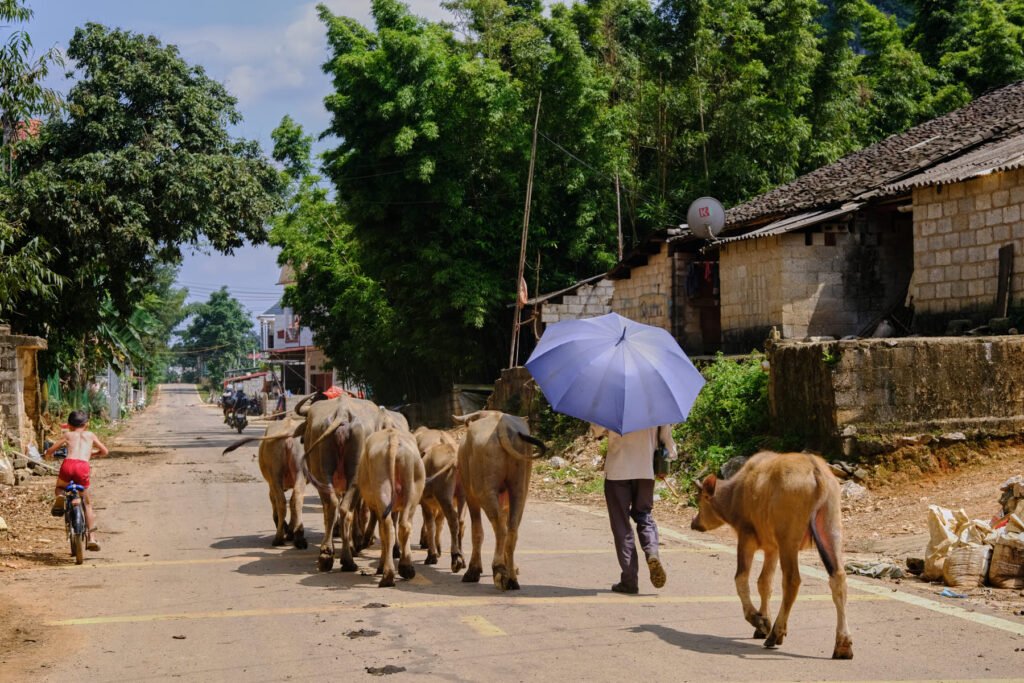 A farmer bearing a purple umbrella leads a herd of cattle through a small village in the North of Vietnam.