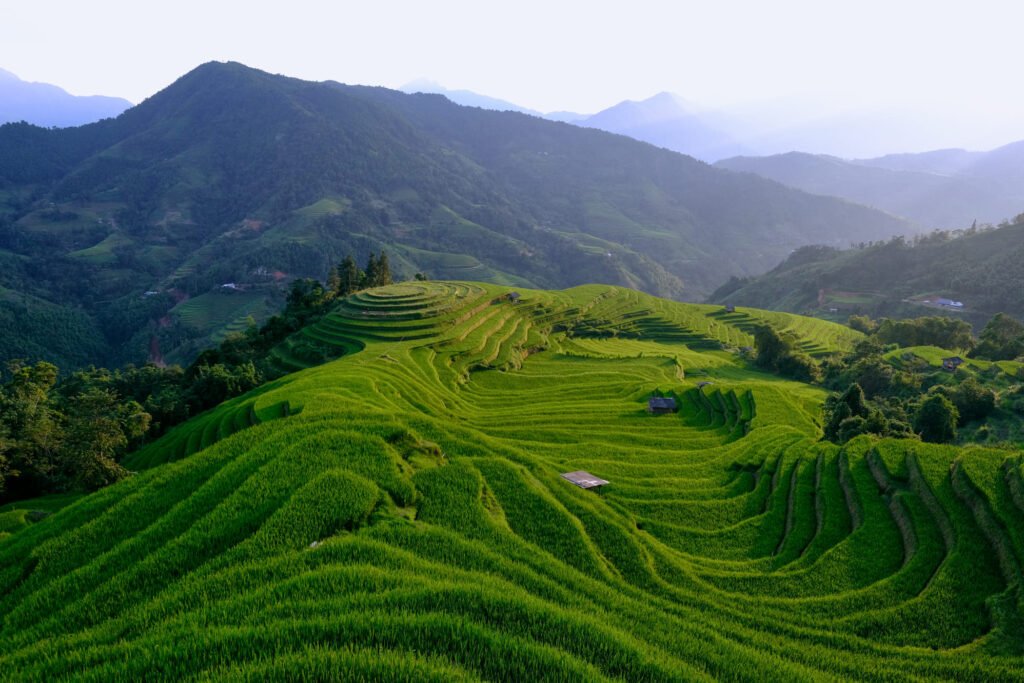 Steep and beautifully contoured rice terraces, Nam Khoa Vietnam. Sunset hits the terraces and gives off a slight yellow tinge