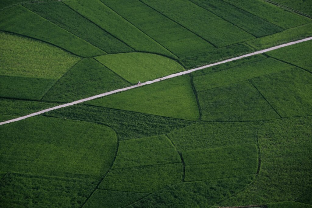 A road cuts through the rice fields below Na Lay Peak in Bac Son. From above the rice fields randomly configure a unique pattern.