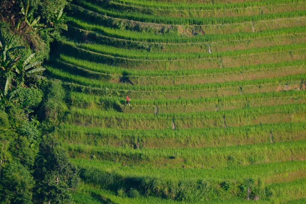 From across the valley a farmer tends to his rice fields with a whipper snipper, standing out against the lush green with a red shirt.